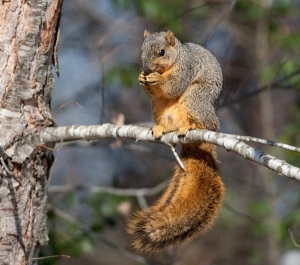 Fox-Squirrel-0336
